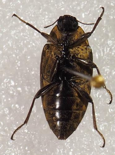 Réf. 245 057 : Epitragus sp.